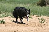 BORDER COLLIE 214